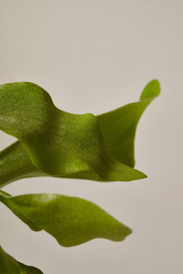 Staghorn Fern Online now