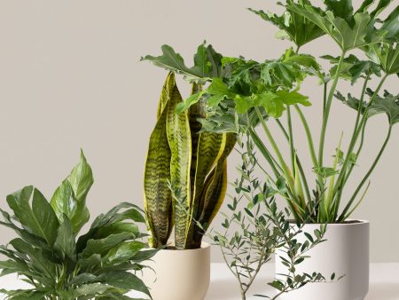 ‘Hope Garden’ Houseplant Bundle For Cheap