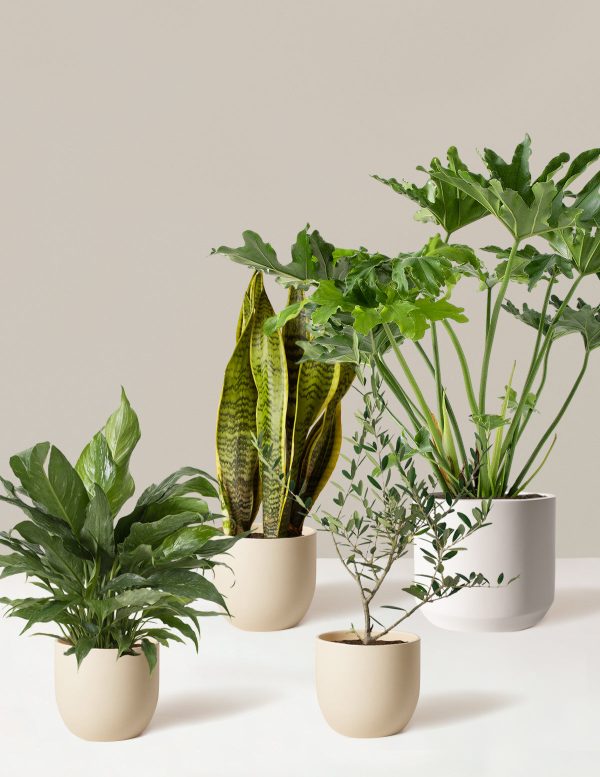 ‘Hope Garden’ Houseplant Bundle For Cheap