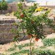 Texas Pink Pomegranate Tree Sale