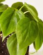 Philodendron Green Cheap