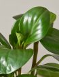 Peperomia Obtusifolia For Discount