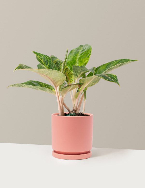 Aglaonema Green Papaya Cheap