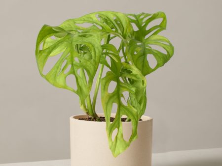 Monstera Adansonii Cheap