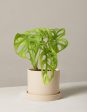 Monstera Adansonii Cheap