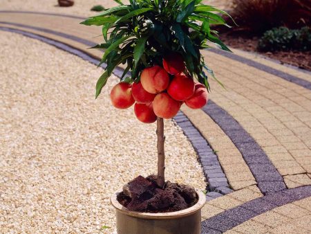 Bonanza Patio Peach Supply