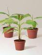 Dwarf Banana Tree Supply