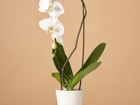 White Waterfall Orchid For Sale