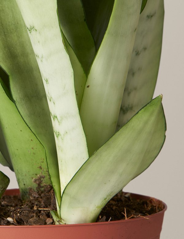 ‘Moonshine’ Snake Plant For Discount